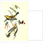 Black-throated Green Wood-Warbler by John James Audubon