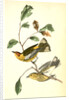 Yellow-throated Wood-Warbler, male. (Chinquapin. Castanea pumila.) by John James Audubon