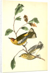 Yellow-throated Wood-Warbler, male. (Chinquapin. Castanea pumila.) by John James Audubon