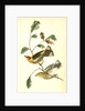 Yellow-throated Wood-Warbler, male. (Chinquapin. Castanea pumila.) by John James Audubon