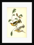Yellow-throated Wood-Warbler, male. (Chinquapin. Castanea pumila.) by John James Audubon