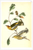 Yellow-throated Wood-Warbler, male. (Chinquapin. Castanea pumila.) by John James Audubon