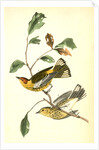Yellow-throated Wood-Warbler, male. (Chinquapin. Castanea pumila.) by John James Audubon