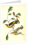 Yellow-throated Wood-Warbler, male. (Chinquapin. Castanea pumila.) by John James Audubon