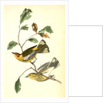 Yellow-throated Wood-Warbler, male. (Chinquapin. Castanea pumila.) by John James Audubon