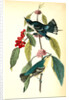 Coerulean Wood-Warbler by John James Audubon