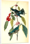 Coerulean Wood-Warbler by John James Audubon