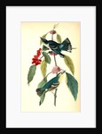 Coerulean Wood-Warbler by John James Audubon