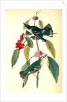 Coerulean Wood-Warbler by John James Audubon