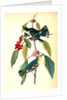 Coerulean Wood-Warbler by John James Audubon