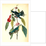 Coerulean Wood-Warbler by John James Audubon