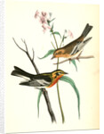 Blackburnia Wood-Warbler by John James Audubon