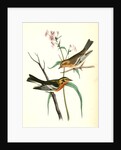Blackburnia Wood-Warbler by John James Audubon