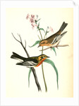 Blackburnia Wood-Warbler by John James Audubon