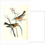 Blackburnia Wood-Warbler by John James Audubon