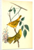 Yellow-poll Warbler. Males by John James Audubon