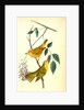 Yellow-poll Warbler. Males by John James Audubon