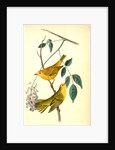 Yellow-poll Warbler. Males by John James Audubon