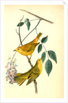 Yellow-poll Warbler. Males by John James Audubon