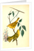 Yellow-poll Warbler. Males by John James Audubon