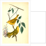 Yellow-poll Warbler. Males by John James Audubon