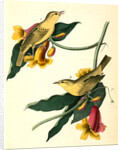 Rathbone's Wood-Warbler by John James Audubon
