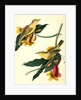 Rathbone's Wood-Warbler by John James Audubon