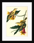 Rathbone's Wood-Warbler by John James Audubon