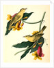 Rathbone's Wood-Warbler by John James Audubon