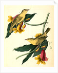 Rathbone's Wood-Warbler by John James Audubon
