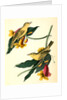 Rathbone's Wood-Warbler by John James Audubon