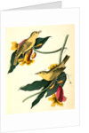 Rathbone's Wood-Warbler by John James Audubon