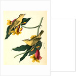 Rathbone's Wood-Warbler by John James Audubon