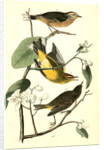 Yellow Red-poll Wood-Warbler by John James Audubon