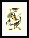 Yellow Red-poll Wood-Warbler by John James Audubon