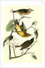 Yellow Red-poll Wood-Warbler by John James Audubon