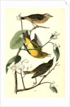 Yellow Red-poll Wood-Warbler by John James Audubon