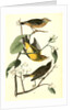 Yellow Red-poll Wood-Warbler by John James Audubon