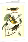 Yellow Red-poll Wood-Warbler by John James Audubon