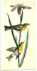 Blue yellow-backed Wood-Warbler by John James Audubon