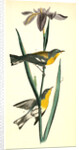 Blue yellow-backed Wood-Warbler by John James Audubon