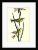 Blue yellow-backed Wood-Warbler by John James Audubon