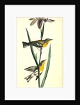 Blue yellow-backed Wood-Warbler by John James Audubon