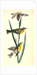Blue yellow-backed Wood-Warbler by John James Audubon