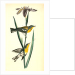 Blue yellow-backed Wood-Warbler by John James Audubon