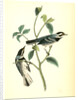 Black-throated Grey Wood-Warbler. Males by John James Audubon
