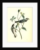 Black-throated Grey Wood-Warbler. Males by John James Audubon