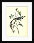 Black-throated Grey Wood-Warbler. Males by John James Audubon