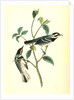 Black-throated Grey Wood-Warbler. Males by John James Audubon