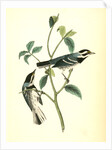 Black-throated Grey Wood-Warbler. Males by John James Audubon